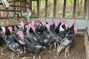 Live turkeys from Uganda
